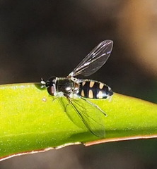 Melangyna