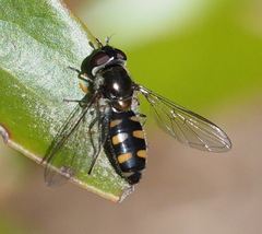 Melangyna