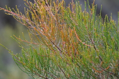 Allocasuarina muelleriana