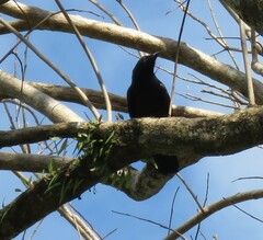 Corvus moneduloides