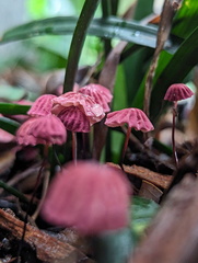 Marasmius