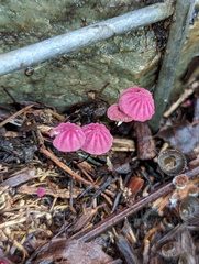 Marasmius