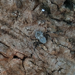 Herennia multipuncta