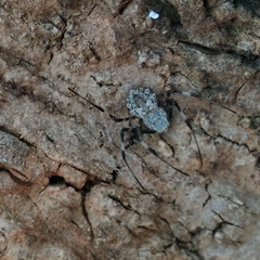 Herennia multipuncta