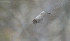 Phonognatha graeffei