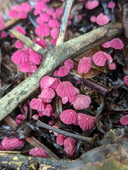 Marasmius