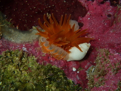 Phlyctenanthus australis