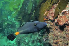 Meuschenia flavolineata