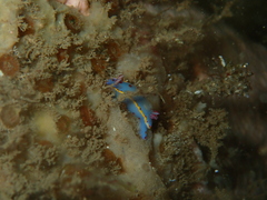 Hypselodoris bennetti