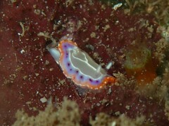 Goniobranchus setoensis