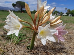 Ammocharis longifolia