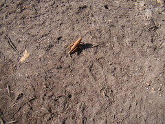 Podismopsis poppiusi