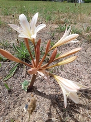 Ammocharis longifolia