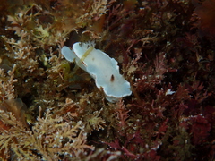 Glossodoris angasi