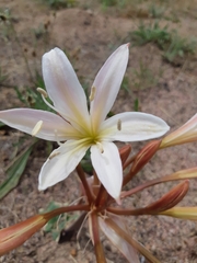 Ammocharis longifolia