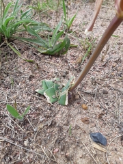 Ammocharis longifolia
