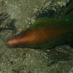 Gymnothorax prasinus