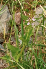 Stachys gilliesii
