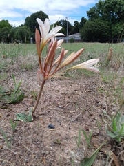 Ammocharis longifolia