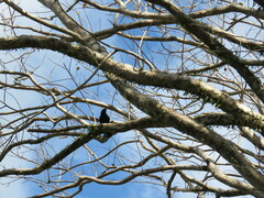 Corvus moneduloides