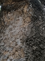 Herennia multipuncta