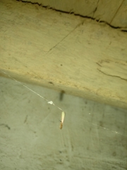 Coptotermes formosanus