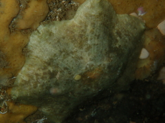 Meridiastra