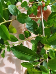 Maclura cochinchinensis