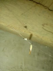 Coptotermes formosanus