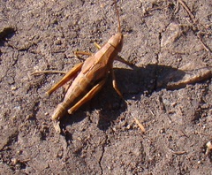 Podismopsis poppiusi