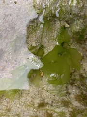 Ulvaceae