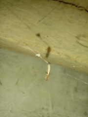 Coptotermes formosanus