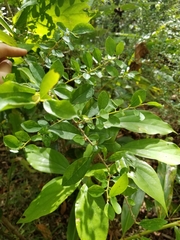 Maclura cochinchinensis