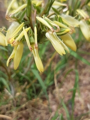 Pelargonium rapaceum