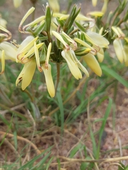 Pelargonium rapaceum