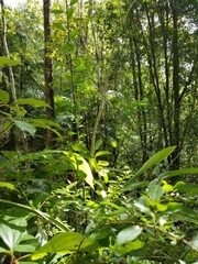 Maclura cochinchinensis