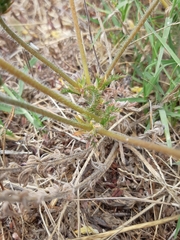 Pelargonium rapaceum