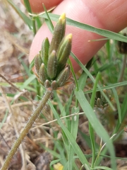 Pelargonium rapaceum