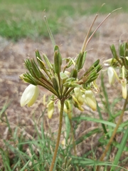Pelargonium rapaceum