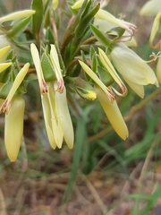 Pelargonium rapaceum