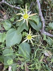 Passiflora herbertiana herbertiana