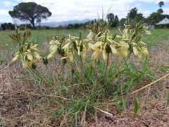 Pelargonium rapaceum