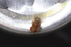 Drosophilidae