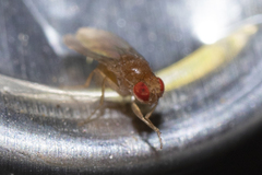 Drosophilidae