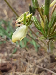 Pelargonium rapaceum
