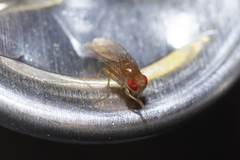 Drosophilidae