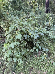 Passiflora herbertiana herbertiana