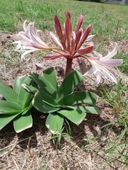 Ammocharis longifolia