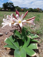 Ammocharis longifolia