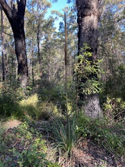 Xanthorrhoea concava